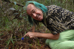 Patrick Blanc and the bright blue fruits of the creeping Coccocypselum, Parque Arvi, Medellin, Colombia, Nov.. 2016