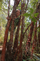 Patrick Blanc and the bright red peeling bark of Syzygium antisepticum, Gunung Machinchang, Langkawi, Malaysia, Feb. 2019