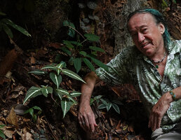Patrick Blanc and the bright silver lined leaves of Sonerila maculata, Deramakot FR, Sabah, Borneo, July 2022