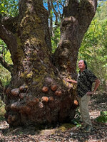 Patrick Blanc and the bumpy trunk base od an old Eucalyptus urophylla, Mt Mundo Perdido, Timor-Leste, Aug. 2026