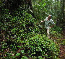 Patrick Blanc and the climbing Medinilla cf. anisophylla carpeting the soil and trunk bases,  Imbu Rano, Kolombangara, Solomon Islands, Sept. 2019