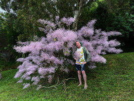 Patrick Blanc and the cultivated Tetradenia riparia, Betikure, Bourail, New Caledonia, Aug. 2023