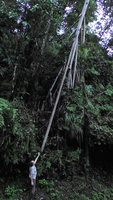Patrick Blanc and the endless stilt root of a Pandanus, Wara Barat, Palopo, South Sulawesi, June 2019