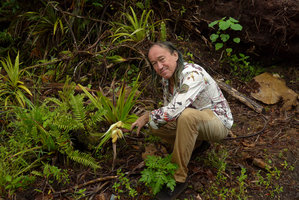 Patrick Blanc and the epiphytic flowering Collospermum montanum, fallen on the ground due to the last february typhoon, Des Voeux peak, Taveuni, Fiji, Aug. 2016