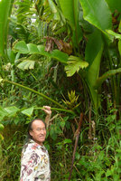 Patrick Blanc and the erect spiral inflorescence of Heliconia paka, Des Voeux peak, Taveuni, Fiji, Aug. 2016