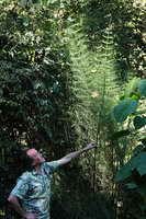 Patrick Blanc and the giant horsetail, Equisetum myriochaetum, Acul, Nebaj, Quiche, Guatemala, Dec. 2019