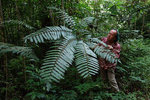 Patrick Blanc and the giant Pteris muricata frond, Aguas Calientes, Machu Picchu, Peru