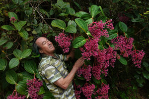 Patrick Blanc and the hanging inflorescences of Medinilla speciosa, Mt Kinabalu, 1600 m asl, Sabah, Borneo, July 2022