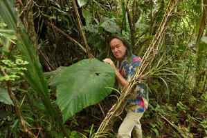 Patrick Blanc and the huge leaf of Macaranga magna in forest understory, Waisali, Vanua Levu, Fiji, Aug. 2016