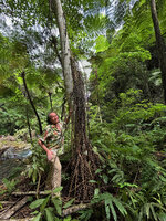 Patrick Blanc and the long flagelliform cauliflorous inflorescences axes of Ficus minahassae, Casaroro Falls, Negros Oriental, Philippines, Jan. 2025