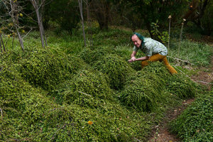 Patrick Blanc and the mound forming Portulacaria afra, Walter Sisulu Bot. Gard., Johannesburg, Aug. 2017