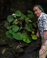 Patrick Blanc and the natural hybrid Begonia galeolepis x B. rieckei, Uraur, Kairatu, Seram, Moluccas, April 2024