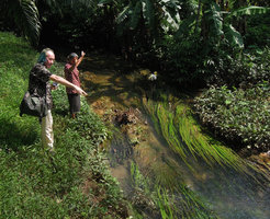Patrick Blanc and the old Man preserving the narrow endemic Crinum thaianum growing in his own farm land, Kuraburi, Thailand, Oct 2014