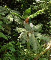 Patrick Blanc  and the pedate fern Pteris muricata, Villavicencio, Meta, Colombia, Nov.. 2016