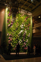 Patrick Blanc and the Phalaenopsis Orchids at the  inauguration of his Butterfly Dance, National Theater, Taipeh, Taiwan, Dec. 2009