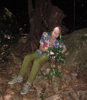 Patrick Blanc and the primitive Angiosperm, Sarcandra glabra, Doi Suthep, Thailand, May 2015