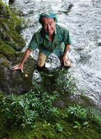 Patrick Blanc and the rheophytic Elatostema kietanum, Imbu Rano, Kolombangara, Solomon Islands, Sept. 2019