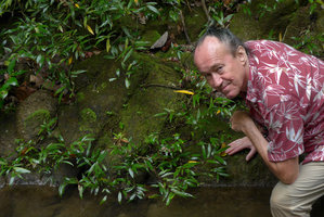 Patrick Blanc and the rheophytic Ficus bambusifolia, same design from the shirt to the rock, Biausevu, Viti Levu, Fiji, Aug. 2016