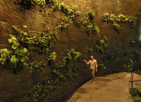 Patrick Blanc and the seeping stone wall covered with Anubias, Bolbitis, Microsorum, at  EmQuartier, Bangkok, Aug.2015