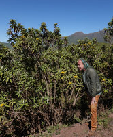 Patrick Blanc and the shrubby Inula confertiflora, 3500 m asl, Bale NP, Ethiopia, Jan. 2019