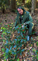 Patrick Blanc and the shrubby Sarcandra glabra with mature bright orange red berries, Yoyogi Koen, Tokyo, Dec. 2024