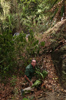 Patrick Blanc and Tupistra violacea, Langkawi, Malaysia, Feb. 2019