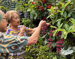 Patrick Blanc and Virginia observing the hanging infructescences of her Medinilla pendula, Banaue, Luzon, Philippines, April 2026