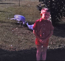 Patrick Blanc and white peacocks, Borome Islands, Lax Maggiore, Italy, Aug. 1959