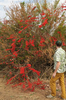 Patrick Blanc approaching Combretum microphyllum in full bloom, Salima, Malawi, Aug. 2017