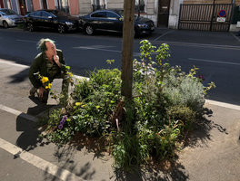 Patrick Blanc as a guerilla gardener, observing the 63 species that he has introduced in the 3 square meter plot in front of his home, April 2019