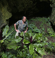 Patrick Blanc at a cave entrance, among the huge leaves of Amischotolype monosperma then Alocasia inornata and a dense population of Monophyllaea hirticalyx in the darkest background, Ipoh, Malaysia, Sept. 2025