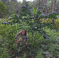 Patrick Blanc at dusk in a clump of Anchomanes difformis, Matomb, Yaounde, Cameroon, March 2018
