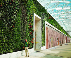 Patrick Blanc at Koweit International Tennis Complex, KITC, at the base of a part of the 410 m long Vertical Garden at the end of plant installation, Jan. 2020