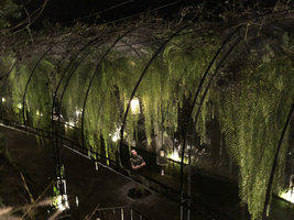 Patrick Blanc at night under the ceiling canopy of Schellolepis (syn. Goniophlebium) subauriculata, Sirinati hotel, Khao Kho, Phetchabun, Thailand, Nov. 2018