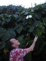 Patrick Blanc at sunset, looking at the suddenly opened flowers of Ipomoea violacea, Kenting Beach, Taiwan, Oct. 2015