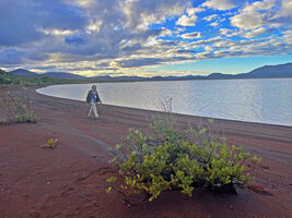 Patrick Blanc at sunset walking along the Rivière des Lacs with an isolated Retrophyllum minus in the foreground, New Caledonia, Aug. 2023