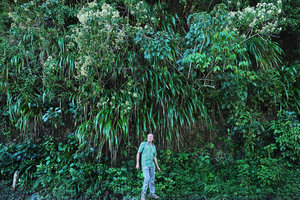 Patrick Blanc at the base of a cliff covered by a dense population of Pitcairnia, Coban, Alta Verapaz, Guatemala, Jan. 2020