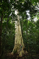 Patrick Blanc at the base of a fluted Lagerstroemia calyculata, Cat Tien NP, Vietnam,Nov. 2019