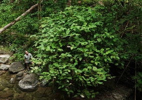 Patrick Blanc at the base of a huge clump of Donax canniformis, Khao Lampi, Hat Thai Mueang NP, Phang Nga,Thailand, June 2019
