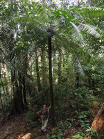 Patrick Blanc at the base of a huge Cycas macrocarpa, Taman Negara, Malaysia, July 2011