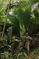 Patrick Blanc at the base of a huge Johannesteijsmannia altifrons, Endau Rompin NP, Malaysia, April 2017