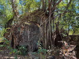 Patrick Blanc at the base of a karst boulder covered by the roots of a banyan Ficus, Parlamento, Lautem, Timor-Leste, Aug. 2026