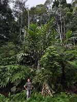 Patrick Blanc at the base of an Alpinia nutans clump about 10 m tall, 800 m asl, Waraka, Seram, Moluccas, April 2024