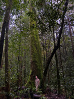 Patrick Blanc at the base of an old Anthoshorea stipularis, Kanneliya FR, Sri Lanka, Nov. 2024