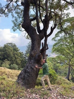 Patrick Blanc at the base of an old Eucalyptus urophylla, Mt Ramelau, Timor-Leste, Aug. 2026