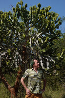 Patrick Blanc at the base of an old flowering Euphorbia antiquorum, Anamalai Tiger Reserve, Tamil Nadu, India, Jan. 2023
