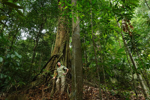 Patrick Blanc at the base of an old Mangifera subsessilifolia, its trunk encircled by a big liana, a young individual on the right with dark green narrow sessile leaves, Bukit Timah NR, Singapore, Nov. 2023