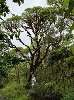 Patrick Blanc at the base of an old Scalesia pedunculata with trunk and branches covered by epiphytic mosses and ferns, Los Gemellos, Santa Cruz, Galapagos, Aug. 2021