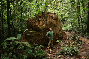 Patrick Blanc at the base of an uprooted tree, Gunung Mulu NP, Sarawak, Borneo, Sept. 2018