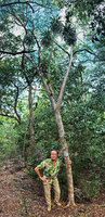 Patrick Blanc at the base of a single main trunked Dracaena multiflora, Tutuala, Lautem, Timor-Leste, Aug. 2026